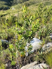 Laurophyllus capensis