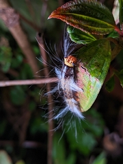 Dasychira chekiangensis