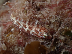 Halichoeres nebulosus