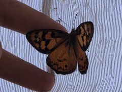 Heteronympha penelope