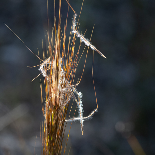 Austrostipa mollis (R.Br.) S.W.L.Jacobs & J.Everett