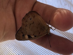 Heteronympha penelope
