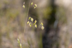 Poa drummondiana