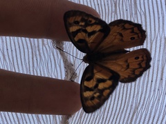 Heteronympha penelope