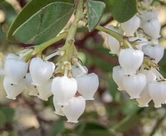 Arctostaphylos manzanita