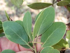 Arctostaphylos manzanita