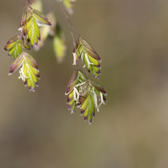 Poa drummondiana