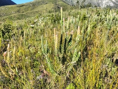 Mimetes pauciflorus