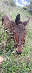 Equus asinus × caballus
