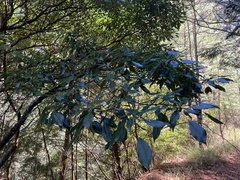 Trochodendron aralioides