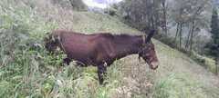 Equus asinus × caballus