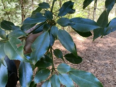 Trochodendron aralioides