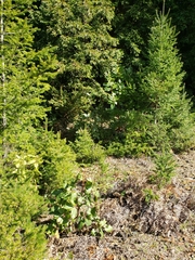Arbutus menziesii