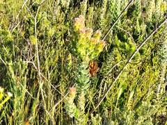 Mimetes pauciflorus