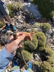 Euphorbia acanthothamnos