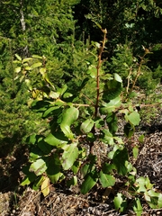 Arbutus menziesii
