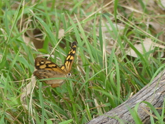 Heteronympha paradelpha