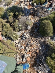 Euphorbia acanthothamnos