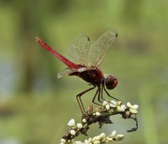 Urothemis aliena
