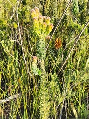 Mimetes pauciflorus