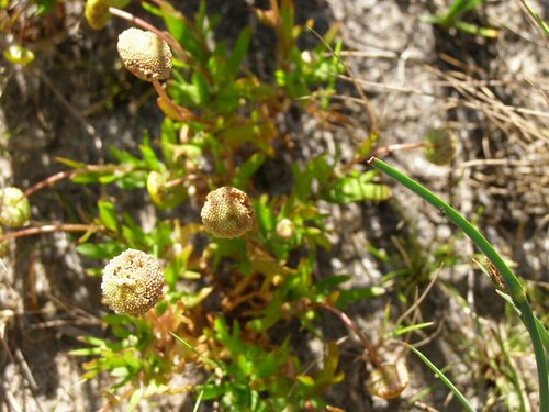 Centipeda cunninghamii, photograph 6