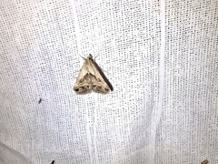 Acantholipes