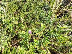 Podalyria buxifolia