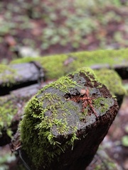 Bolbitius aleuriatus