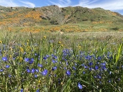 Nemophila menziesii