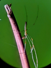 Tetragnatha hasselti