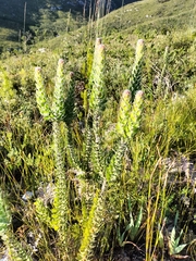 Mimetes pauciflorus
