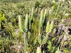 Mimetes pauciflorus