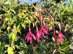 Fuchsia magellanica