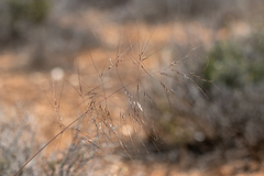 Austrostipa acrociliata
