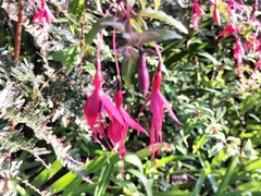 Fuchsia magellanica