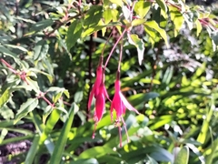 Fuchsia magellanica
