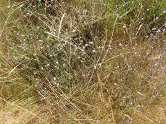 Calocephalus lacteus