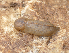 Tandonia sowerbyi