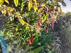 Fuchsia magellanica