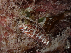 Halichoeres nebulosus
