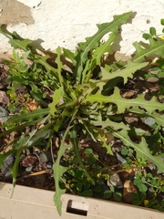 Lactuca serriola