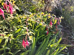 Fuchsia magellanica