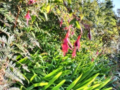 Fuchsia magellanica