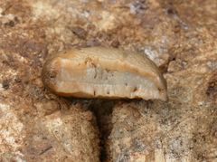 Tandonia sowerbyi