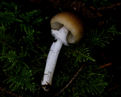 Psathyrella longistriata