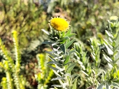 Schistostephium umbellatum
