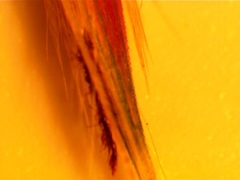 Saccharum brevibarbe