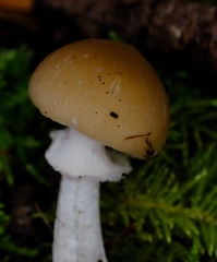 Psathyrella longistriata
