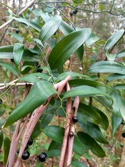 Geitonoplesium cymosum