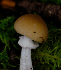 Psathyrella longistriata